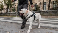 Salvador cria multa de até R$ 30 mil para quem barrar cão de assistência; saiba onde