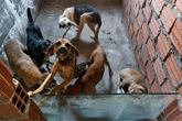 Homem é preso por fazer eutánasia de cães e deixar animais sem água e alimentação na Bahia