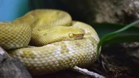Conheça ilha no litoral brasileiro em que os humanos foram ‘expulsos’ por cobras e precisou ser fechada para turistas