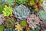 Parece cuidado, mas esse hábito pode matar suas plantas dentro de casa