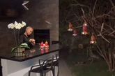 Xuxa viraliza ao alimentar morcegos no jardim de casa: 'Desorientou depois de velha'