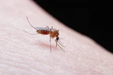 Por que é comum os mosquitos picarem apenas uma pessoa da casa?