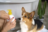 Você pode estar colocando seu pet em risco sem saber ao limpar a casa