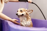 8 sinais que indicam que o cachorro precisa de banho 