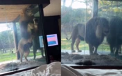 Leão tenta invadir quarto de hotel de luxo na África do Sul; VÍDEO