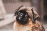 Cachorros com o focinho curto: veja 9 raças dos cães braquicefálicos