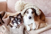 8 impactos do frio na saúde de cães e gatos