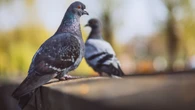 Por que nunca vemos filhotes de pombo? Ciência explica