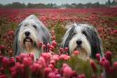 4 características do cachorro da raça bearded collie 