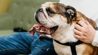 Seu cachorro pode estar fazendo pela sua saúde o que dinheiro nenhum consegue