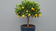 4 árvores frutíferas que você pode cultivar em vasos