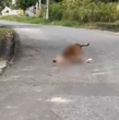 Pitbull já matou outros dois cães e atacou duas pessoas na Bahia; saiba mais