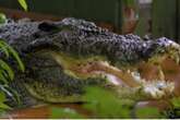 Na Austrália, morre o maior crocodilo em cativeiro do mundo