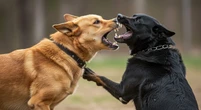 Aprenda técnica simples para conter cão que está atacando de forma violenta sem se machucar