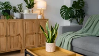 5 plantas para atrair dinheiro e boas energias para sua casa ou escritório