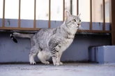 4 características do gato da raça mau egípcio 