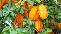 Algumas frutas podem matar: veja quais você precisa ter cuidado ao consumir