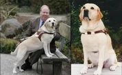 Veja como um cachorro salvou dezenas de vidas durante o atentado do 11 de setembro
