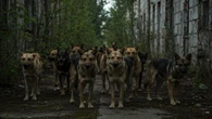 Radiação de Chernobyl pode ter alterado genética de cachorros, segundo estudo