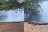 Dez jacarés são flagrados às margens de lagoa na Bahia