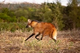 8 curiosidades incríveis sobre o lobo-guará 