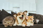 Morar em apartamento não livra cães e gatos de pulgas e carrapatos; entenda por quê