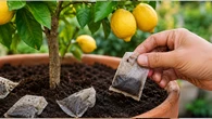 Saquinhos de chá usados podem ajudar suas plantas em vaso ou no quintal; veja como usar