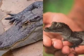 ‘Nascimento virginal’: crocodilo fêmea gerou filhote sozinha; entenda caso raro
