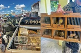 Feira livres na Bahia viram centro do tráfico de aves de canto silvestres na Bahia