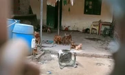 Maus-tratos e abandono de cães são descobertos após denúncia de descarte em fossa