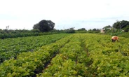 Maioria dos agricultores familiares fica fora do Pronaf, aponta estudo; cenário acende alerta na Bahia