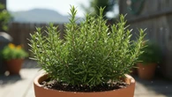 Conheça 6 plantas que resistem à seca e vão deixar o seu jardim bonito