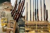 Mais de 20 aves silvestres são encontradas em fábrica clandestina de armas na Bahia