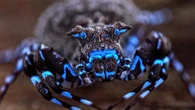 Expedição científica descobre aranha que brilha em azul neon em área remota na África conhecida como 'Fonte da Vida'