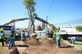 Veja como pedir o plantio de árvores na sua rua em Salvador