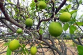 Conheça a 'planta do futuro', aposta para impulsionar economia da Chapada Diamantina