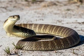 Por que as cobras trocam de pele? Entenda qual a função desse fenômeno