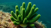 Criatura 'enorme' é encontrada no mar e cientistas ficam chocadas com a nova espécie