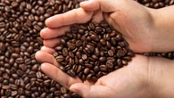 Café especial feito com grão verde? Cientistas brasileiros mostram que dá certo