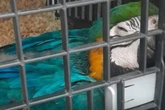 Homem é multado em R$ 5 mil por comércio ilegal de aves silvestres