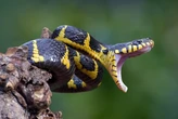 Perigo letal: conheça as cobras mais perigosas do mundo