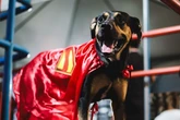 Cães disponíveis para adoção entram em campo com jogadores do Bahia na partida contra o Retrô
