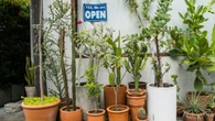 Proteção energética: 4 plantas para blindar a entrada da sua casa