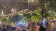 Público furta 500 samambaias em festa na Bahia e causa prejuízo de R$ 7 mil