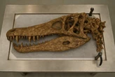 Cientistas descobrem existência de monstro dos mares; animal tem o dobro do tamanho da baleia-assassina