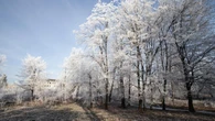 Veja 5 árvores que só florescem no inverno