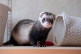 Quer ter um furão? Conheça 7 curiosidades interessantes sobre esses animais
