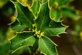 Nova pesquisa aponta planta típica do sertão baiano como solução para cáries