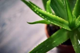 A planta que combate o envelhecimento, trata a pele e pode ser cultivada em qualquer lugar