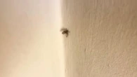 Parecem inofensivas, mas mosquinhas de banheiro são riscos à saúde e acendem sinal de alerta